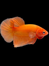 Load image into Gallery viewer, Male Halfmoon Plakat - Sunkist #2449 - Live Betta Fish
