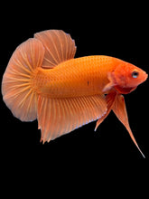 Load image into Gallery viewer, Male Halfmoon Plakat - Sunkist #2449 - Live Betta Fish

