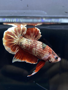 Male Halfmoon Plakat - Red Gold Glitter #2450 - Live Betta Fish