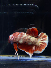 Load image into Gallery viewer, Male Halfmoon Plakat - Red Gold Glitter #2450 - Live Betta Fish
