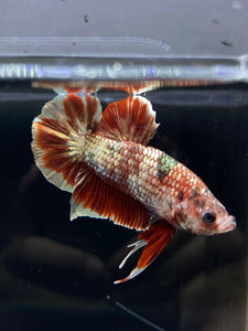 Male Halfmoon Plakat - Red Gold Glitter #2450 - Live Betta Fish