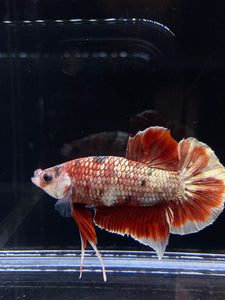 Male Halfmoon Plakat - Red Gold Glitter #2450 - Live Betta Fish