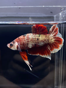 Male Halfmoon Plakat - Red Gold Glitter #2450 - Live Betta Fish