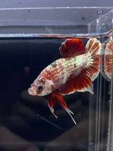 Load image into Gallery viewer, Male Halfmoon Plakat - Red Gold Glitter #2450 - Live Betta Fish
