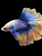 Load image into Gallery viewer, Male Rosetail - Two Tone #2450 - Live Betta Fish
