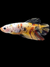 Load image into Gallery viewer, GIANT Male Halfmoon Plakat - Nemo Copper #2451 - Live Betta Fish
