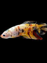 Load image into Gallery viewer, GIANT Male Halfmoon Plakat - Nemo Copper #2451 - Live Betta Fish

