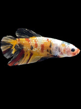 Load image into Gallery viewer, GIANT Male Halfmoon Plakat - Nemo Copper #2451 - Live Betta Fish
