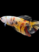 Load image into Gallery viewer, GIANT Male Halfmoon Plakat - Nemo Copper #2451 - Live Betta Fish
