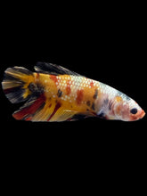 Load image into Gallery viewer, GIANT Male Halfmoon Plakat - Nemo Copper #2451 - Live Betta Fish
