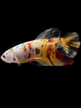 Load image into Gallery viewer, GIANT Male Halfmoon Plakat - Nemo Copper #2451 - Live Betta Fish
