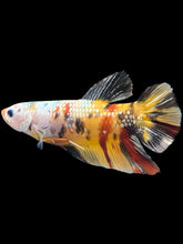 Load image into Gallery viewer, GIANT Male Halfmoon Plakat - Nemo Copper #2451 - Live Betta Fish
