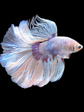 Load image into Gallery viewer, Male Rosetail - Red Butterfly #2453 - Live Betta Fish
