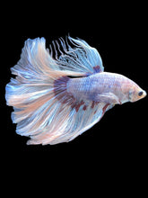 Load image into Gallery viewer, Male Rosetail - Red Butterfly #2453 - Live Betta Fish
