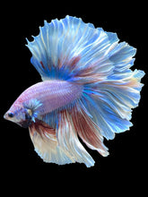Load image into Gallery viewer, Male Rosetail - Pastel #2454 - Live Betta Fish
