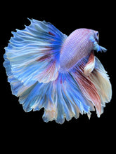 Load image into Gallery viewer, Male Rosetail - Pastel #2454 - Live Betta Fish
