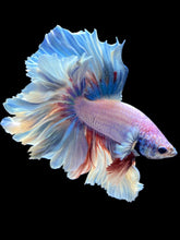 Load image into Gallery viewer, Male Rosetail - Pastel #2454 - Live Betta Fish

