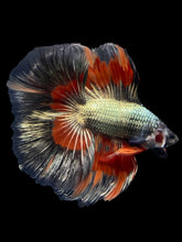 Load image into Gallery viewer, Male Fullmoon - Copper Gold #2455 - Live Betta Fish
