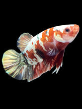Load image into Gallery viewer, Male Halfmoon Plakat - Red Copper Gold #2456 - Live Betta Fish
