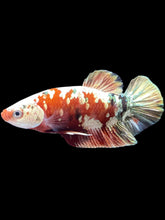 Load image into Gallery viewer, Male Halfmoon Plakat - Red Copper Gold #2456 - Live Betta Fish

