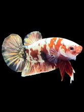 Load image into Gallery viewer, Male Halfmoon Plakat - Red Copper Gold #2456 - Live Betta Fish
