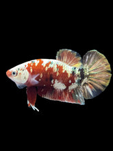 Load image into Gallery viewer, Male Halfmoon Plakat - Red Copper Gold #2456 - Live Betta Fish
