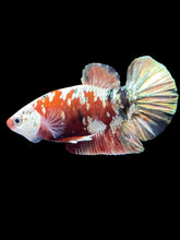 Load image into Gallery viewer, Male Halfmoon Plakat - Red Copper Gold #2456 - Live Betta Fish
