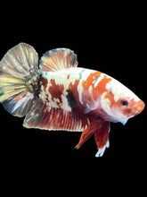 Load image into Gallery viewer, Male Halfmoon Plakat - Red Copper Gold #2456 - Live Betta Fish
