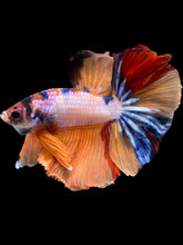 Load image into Gallery viewer, Male Halfmoon - Galaxy #2457 - Live Betta Fish
