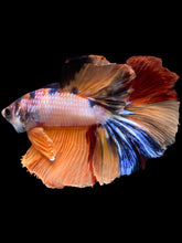 Load image into Gallery viewer, Male Halfmoon - Galaxy #2457 - Live Betta Fish
