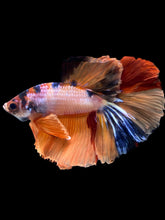 Load image into Gallery viewer, Male Halfmoon - Galaxy #2457 - Live Betta Fish

