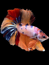 Load image into Gallery viewer, Male Halfmoon - Galaxy #2457 - Live Betta Fish
