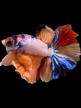 Load image into Gallery viewer, Male Halfmoon - Galaxy #2457 - Live Betta Fish
