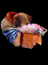 Load image into Gallery viewer, Male Halfmoon - Galaxy #2457 - Live Betta Fish
