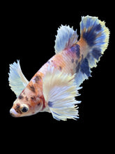 Load image into Gallery viewer, TOP GRADE Female Halfmoon Plakat - Candy Dumbo #2458 - Live Betta Fish
