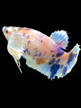 Load image into Gallery viewer, TOP GRADE Female Halfmoon Plakat - Candy Dumbo #2458 - Live Betta Fish

