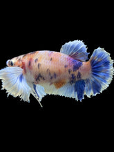 Load image into Gallery viewer, TOP GRADE Female Halfmoon Plakat - Candy Dumbo #2458 - Live Betta Fish
