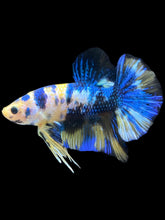 Load image into Gallery viewer, Male Halfmoon Plakat - Yellow Galaxy #2459 - Live Betta Fish
