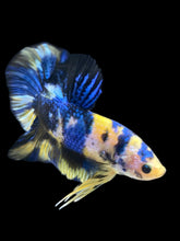 Load image into Gallery viewer, Male Halfmoon Plakat - Yellow Galaxy #2459 - Live Betta Fish
