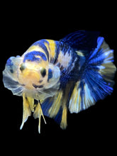 Load image into Gallery viewer, Male Halfmoon Plakat - Yellow Galaxy #2459 - Live Betta Fish

