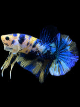 Load image into Gallery viewer, Male Halfmoon Plakat - Yellow Galaxy #2459 - Live Betta Fish
