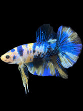 Load image into Gallery viewer, Male Halfmoon Plakat - Yellow Galaxy #2459 - Live Betta Fish
