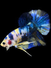 Load image into Gallery viewer, Male Halfmoon Plakat - Yellow Galaxy #2459 - Live Betta Fish
