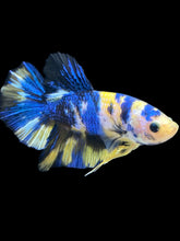 Load image into Gallery viewer, Male Halfmoon Plakat - Yellow Galaxy #2459 - Live Betta Fish
