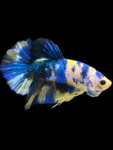 Load image into Gallery viewer, Male Halfmoon Plakat - Yellow Galaxy #2459 - Live Betta Fish
