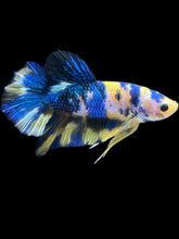 Load image into Gallery viewer, Male Halfmoon Plakat - Yellow Galaxy #2459 - Live Betta Fish
