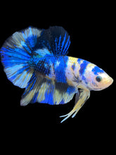 Load image into Gallery viewer, Male Halfmoon Plakat - Yellow Galaxy #2459 - Live Betta Fish
