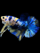 Load image into Gallery viewer, Male Halfmoon Plakat - Yellow Galaxy #2459 - Live Betta Fish
