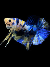 Load image into Gallery viewer, Male Halfmoon Plakat - Yellow Galaxy #2459 - Live Betta Fish
