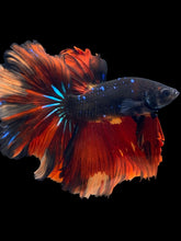 Load image into Gallery viewer, Male Rosetail - Fire Avatar #2460 - Live Betta Fish
